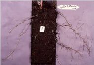 root systems with (right hand side) and without (left hand side) p4